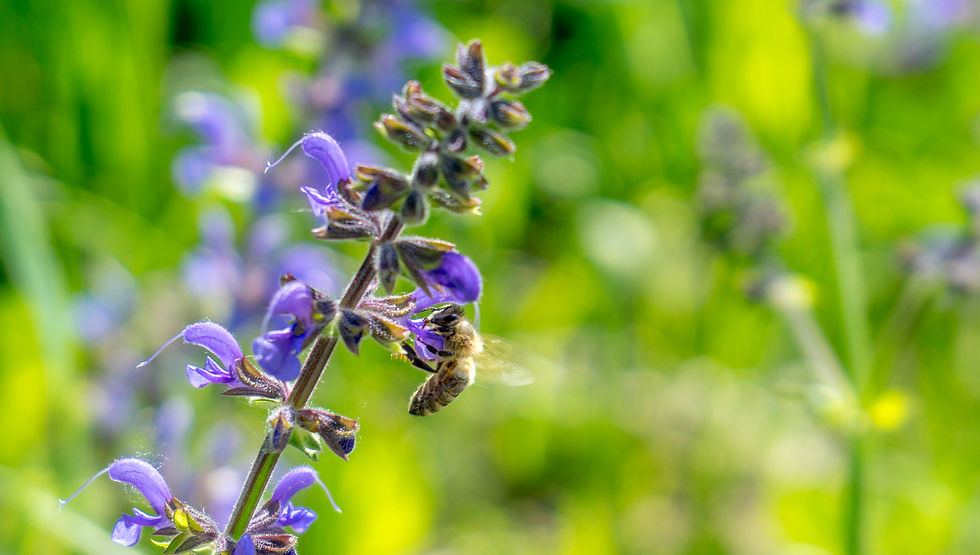 Biene an den violetten Blüten des Wiesen-Salbeis in einer sonnigen Wiesenfläche.