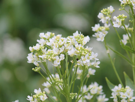 Weiße Kreuzblüten mit zarten Knospen vor weich verschwommenem grünem Hintergrund.