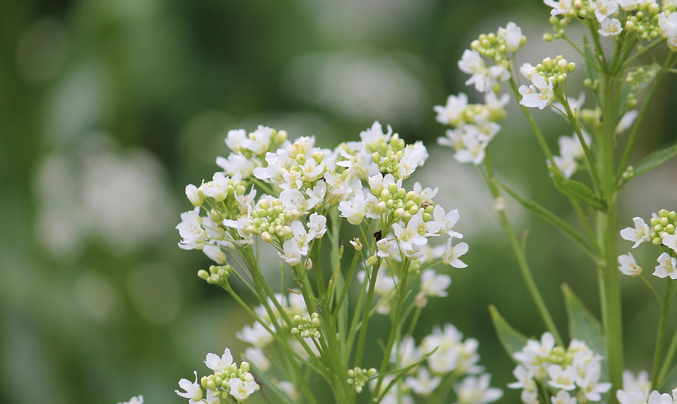 Weiße Kreuzblüten mit zarten Knospen vor weich verschwommenem grünem Hintergrund.
