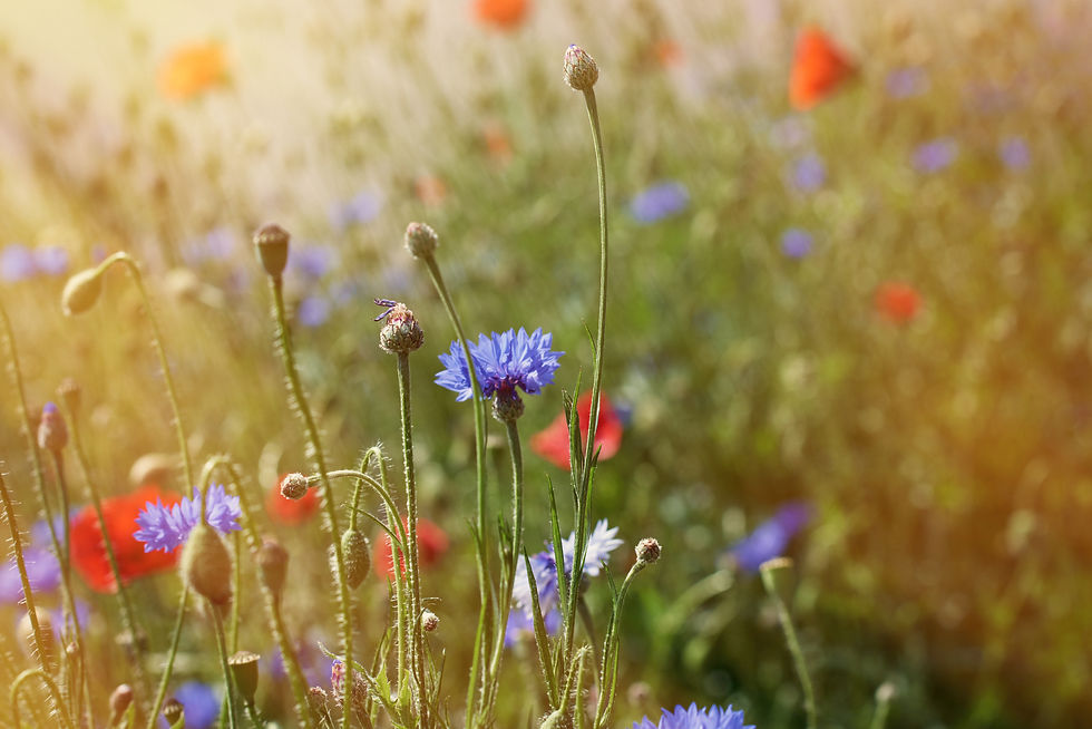 Wildblumenwiese