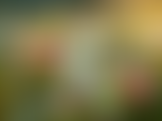 Nahaufnahme einer artenreichen Wiese mit Margeriten, rosa und gelben Blüten als Beispiel für das Zusammenspiel verschiedener Pflanzenarten.