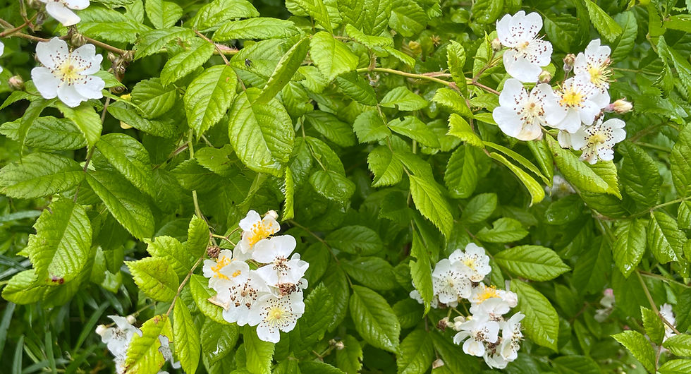 Weiße Wildrosenblüten zwischen dichtem, glänzend grünem Laub in Nahaufnahme.