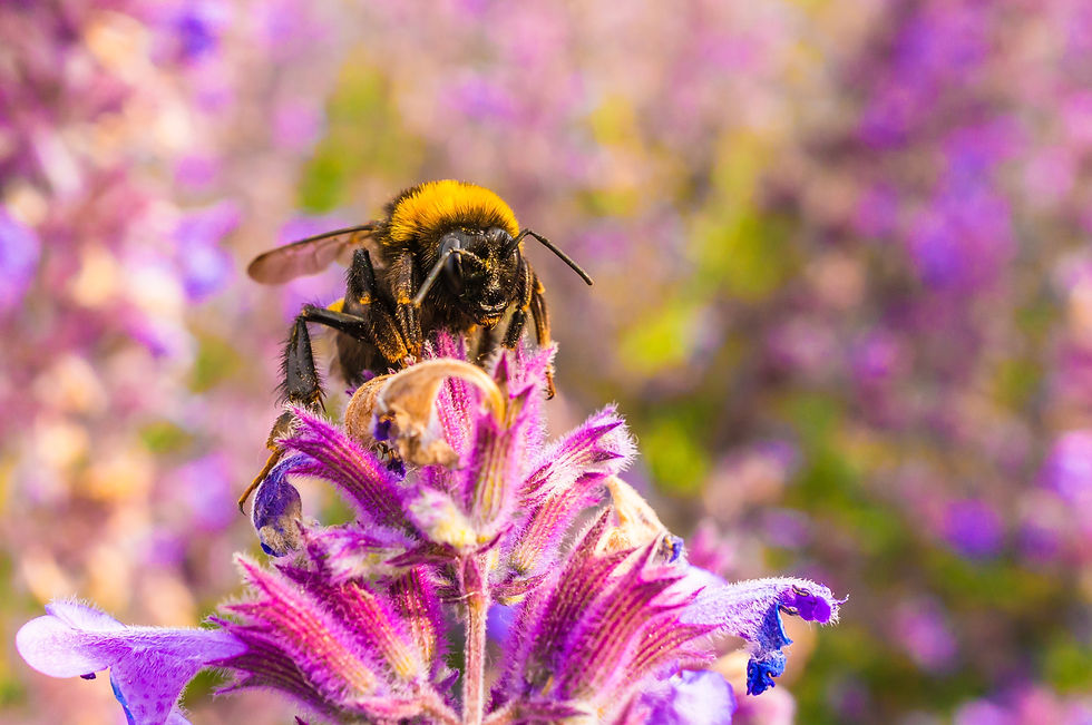 Biene in einer Lavendelblüte