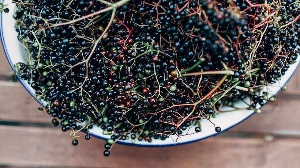 Frisch geerntete Holunderbeeren mit Stielen und einzelnen unreifen Früchten in einer großen Schüssel.