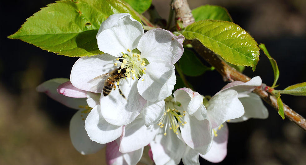 Biene auf weißen Apfelblüten mit frischen grünen Blättern im Sonnenlicht.