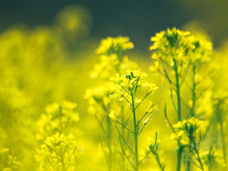 Gelb blühende Kreuzblütler in einem leuchtenden Blütenfeld mit weicher Tiefenunschärfe.