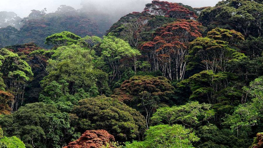Tanzania unveils 3-year drive to save 57 threatened tree species