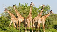 WMA fee increases postponed till 2026.