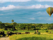 Serengeti vs Tarangire Balloons - uncover differences with Miracle.