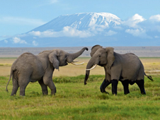 Scenic sky safari over Kilimanjaro with Flightlink