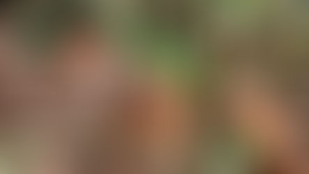 Rare Aders' Duikers to be protected on Chumbe Island