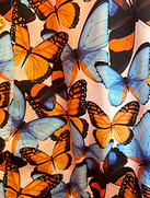 butterflies CL.jpeg
