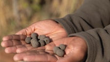 Lemala combats deforestation with SeedBombs