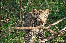 leopard cub 350.jpeg