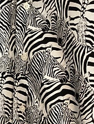 zebra.jpeg