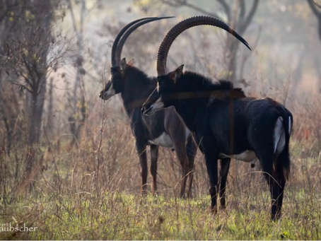 200 Giant Sable spotted together in Angola