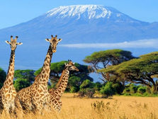 Exploring Tanzania: Africa’s Jewel in the Crown