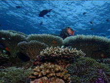 Bawe Island announces new marine reserve.