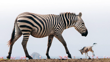 Lake Natron Camp hires zoologist to train guides in innovative new ways