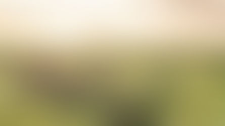 Bushtops provides Serengeti updates