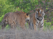 (c) Kamili. India 2010 319.JPG