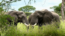 Tanzania sees dramatic increase in visitor numbers and revenues