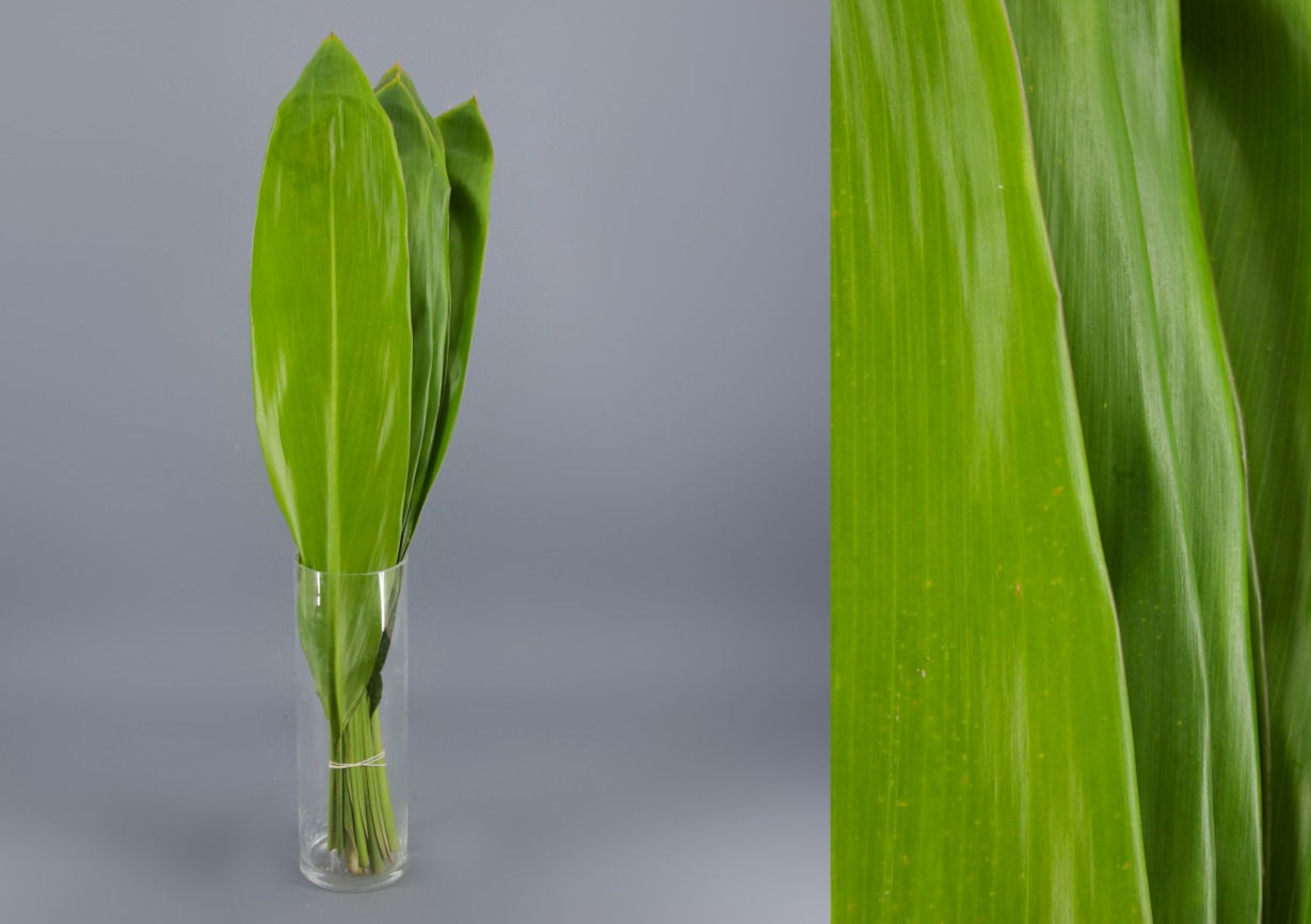 Cordelyne Green Tie x10 Uni