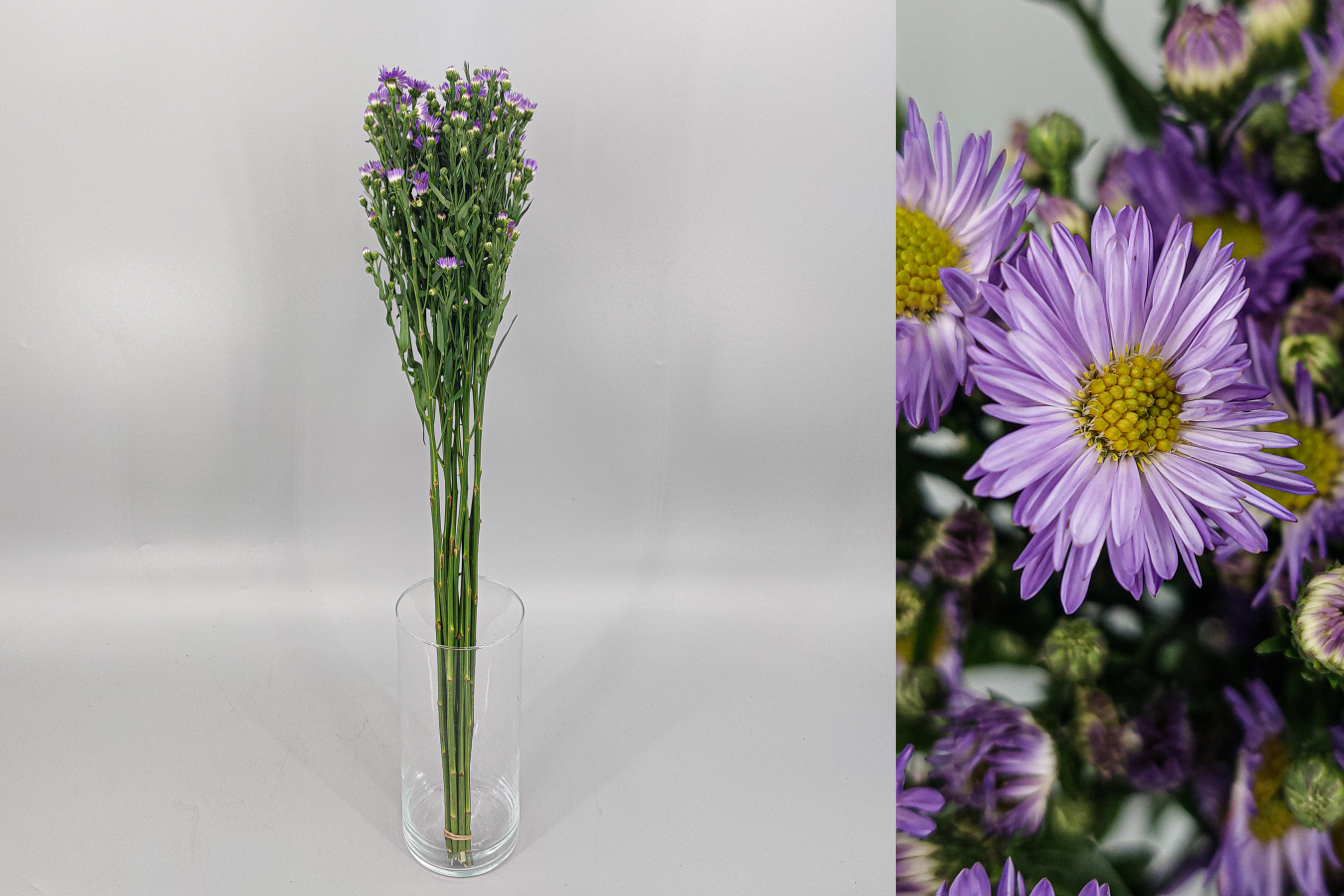 Aster Purple Roxo x10 Uni