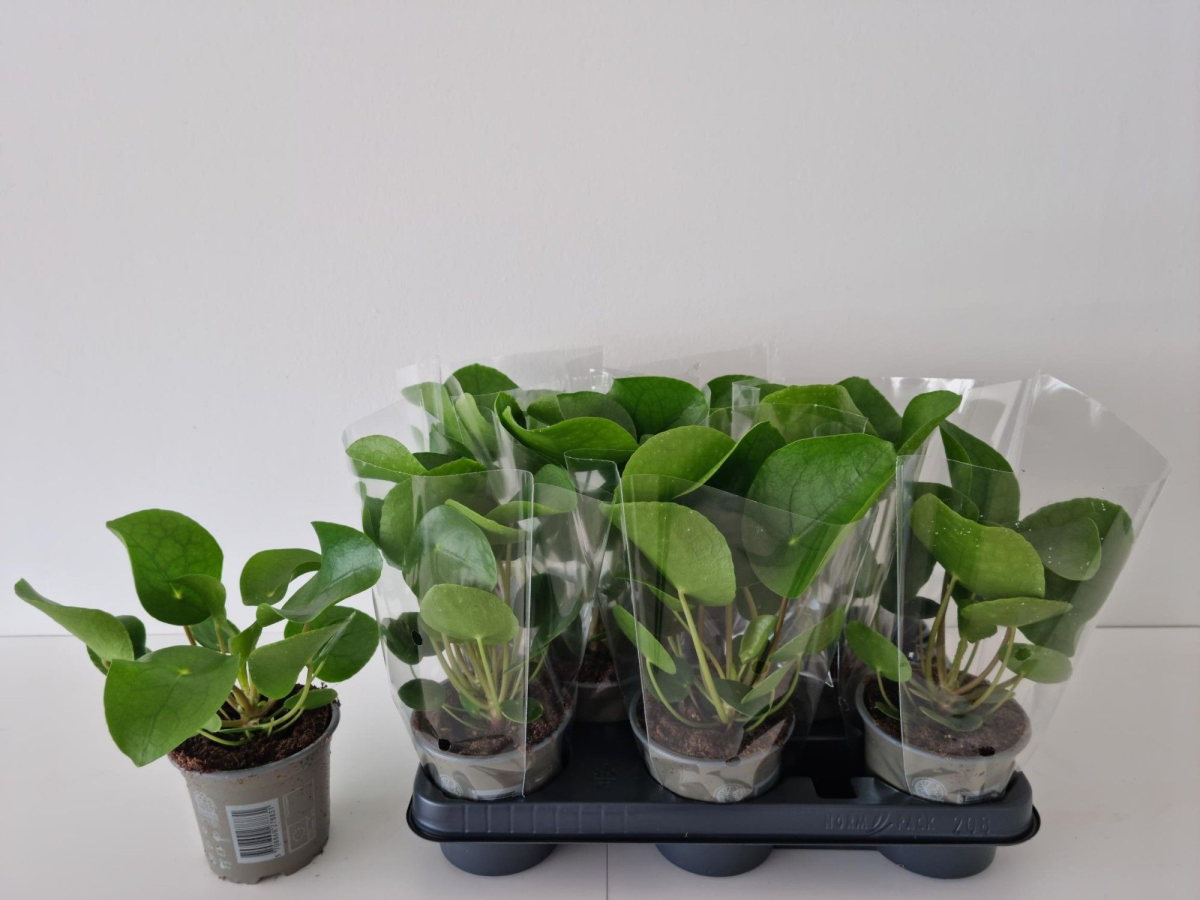 Pilea peperomioides Gartneriet Hjortebjerg (preço sob consulta)