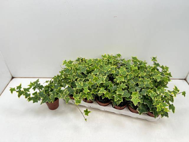 Hedera helix Goldchild  (preço sob consulta)