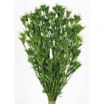 Miniatura: Nigella Orientails