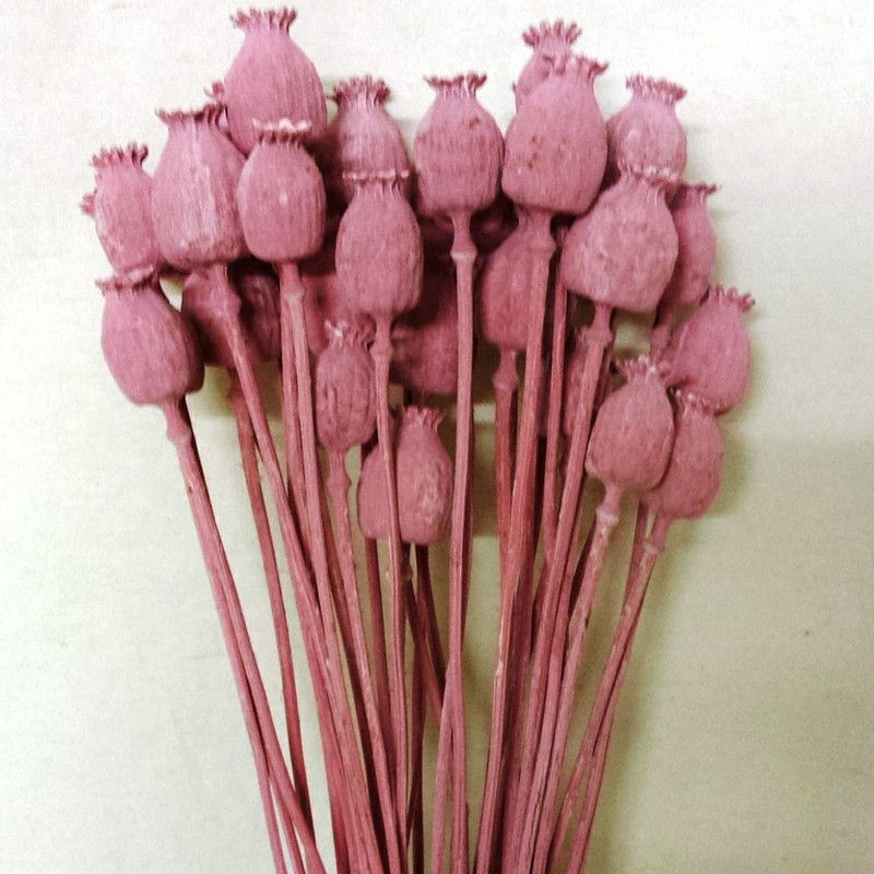 Miniatura: Papaver