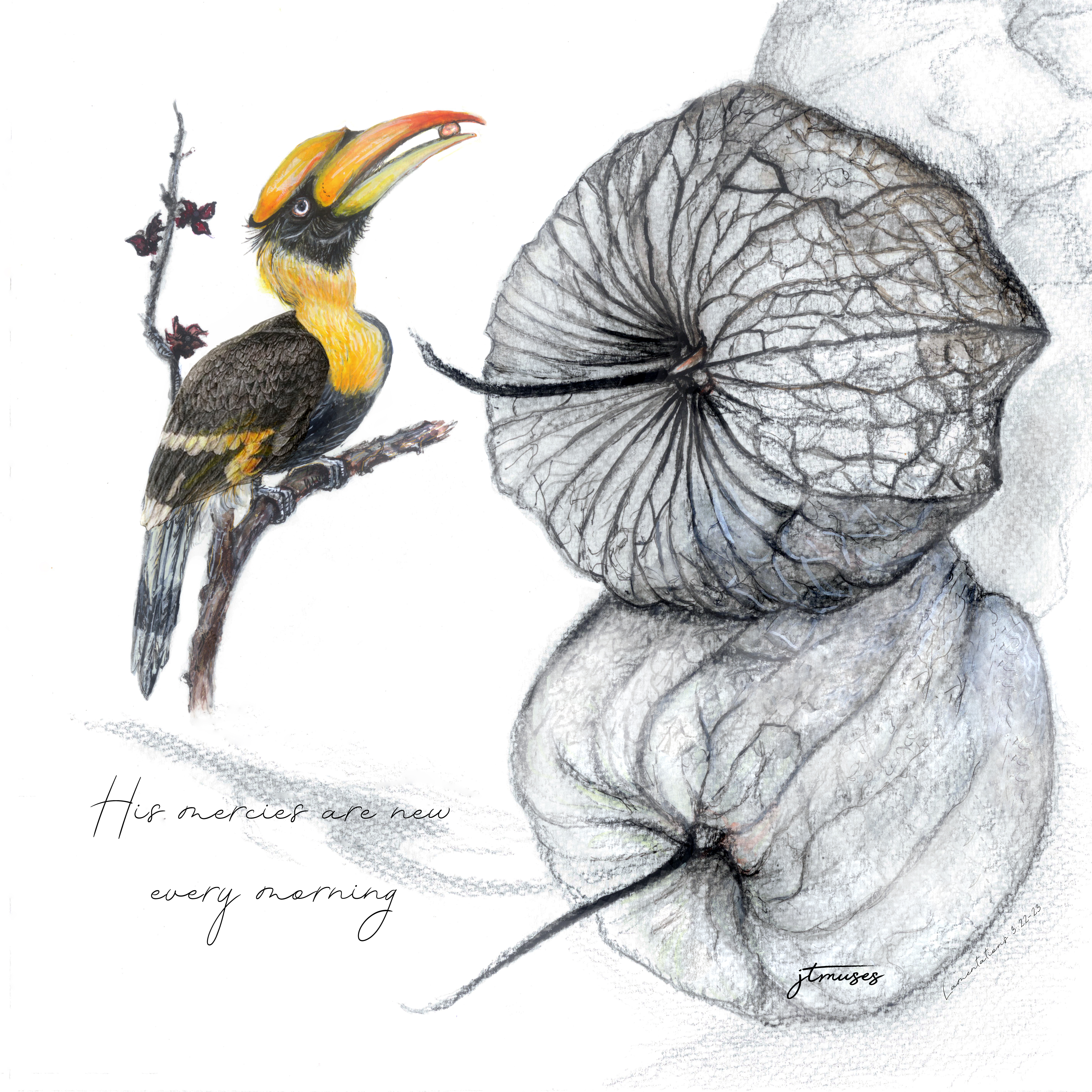 The Great Hornbill