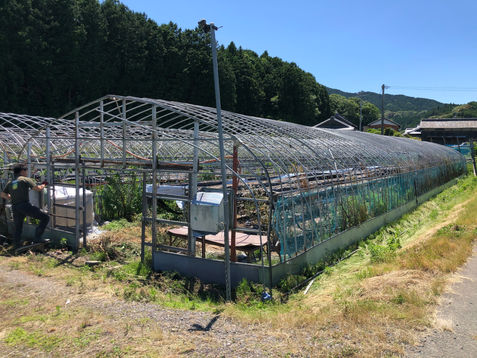 ビニールハウスから古いビニールを剥がす作業