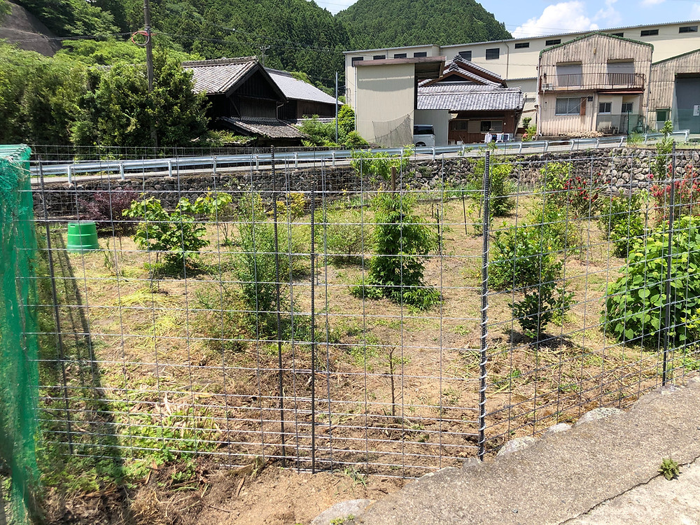 苗木のシカ対策