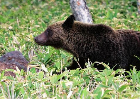 もしもに備えるクマ対策
