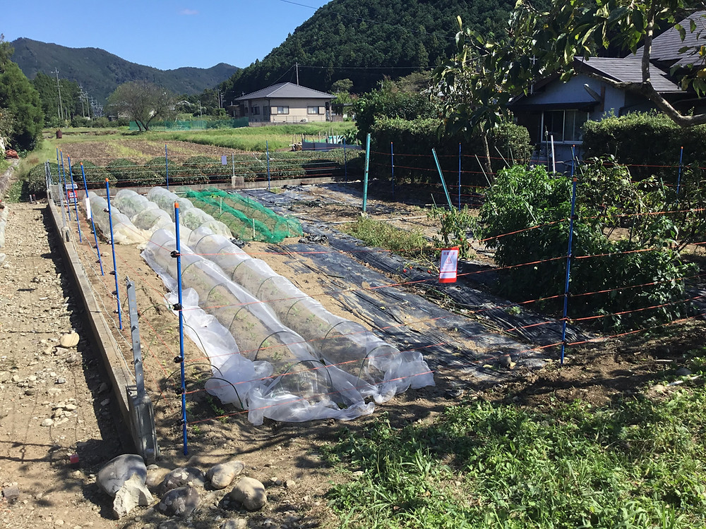 シカ対策で電気柵を施工しました。