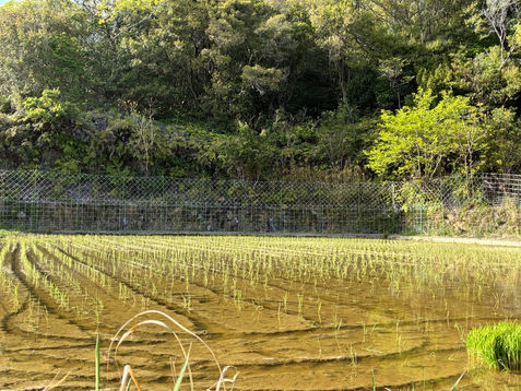 田んぼの外周にワイヤーメッシュ施工(三重県鳥羽市)