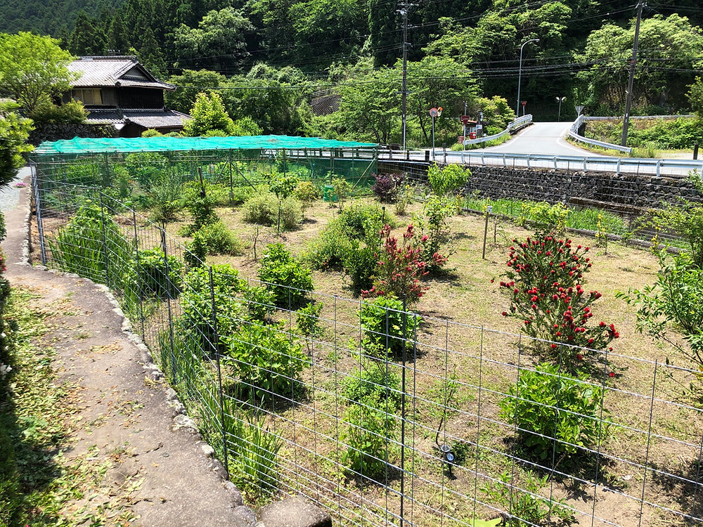 ミカンのシカ対策