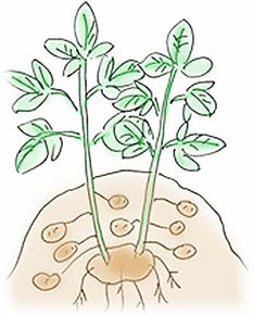 image_flow_potato4.jpg