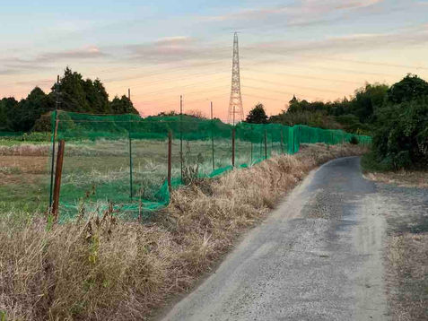 イノシシの足跡だらけ…