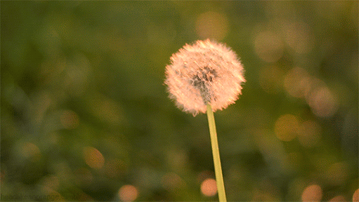 8920b727a504f9b4b30a98a529981933.gif