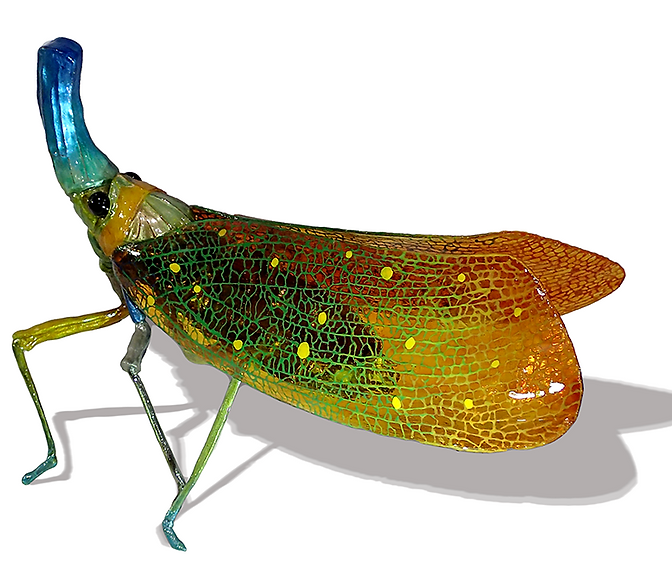 Pyrops whiteheadi_bright_S.png