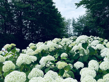 アナベルの森