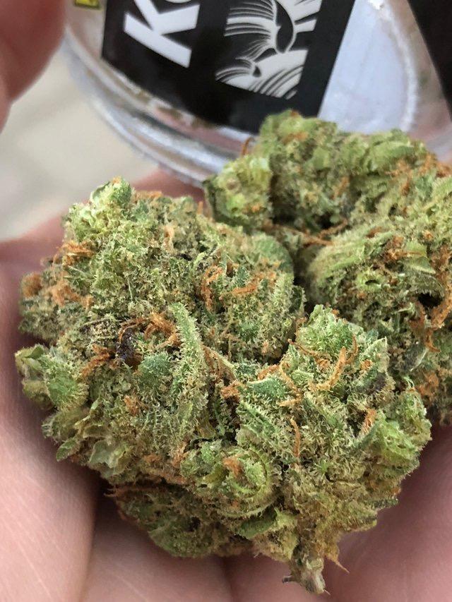 silverback strain silverback strain