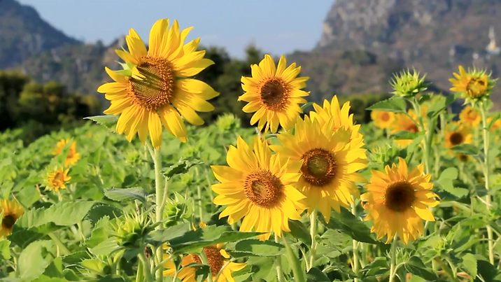 Website - Angela.png