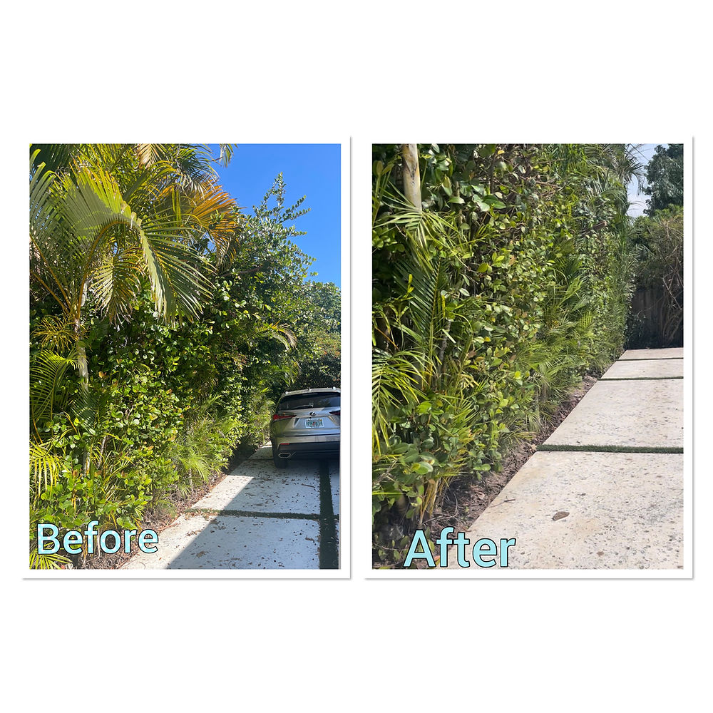 before and after of cutting back general plant growth that was encroaching on the driveway