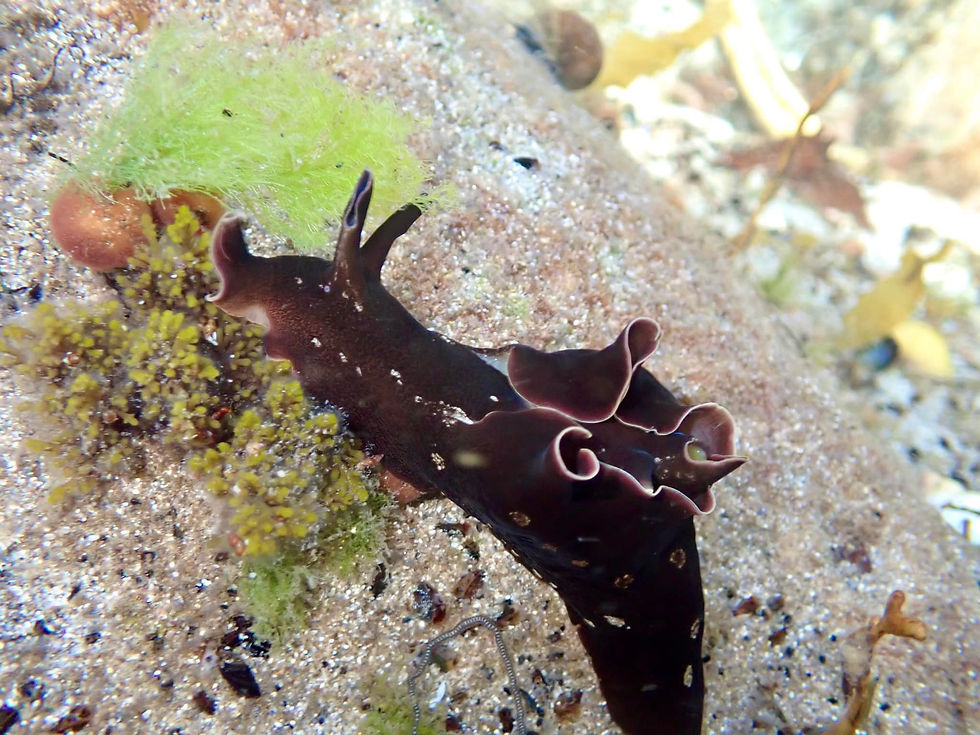 Sea Hare - Gulberwick