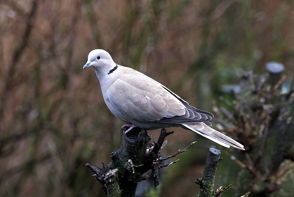 Collared Dove - Scalloway