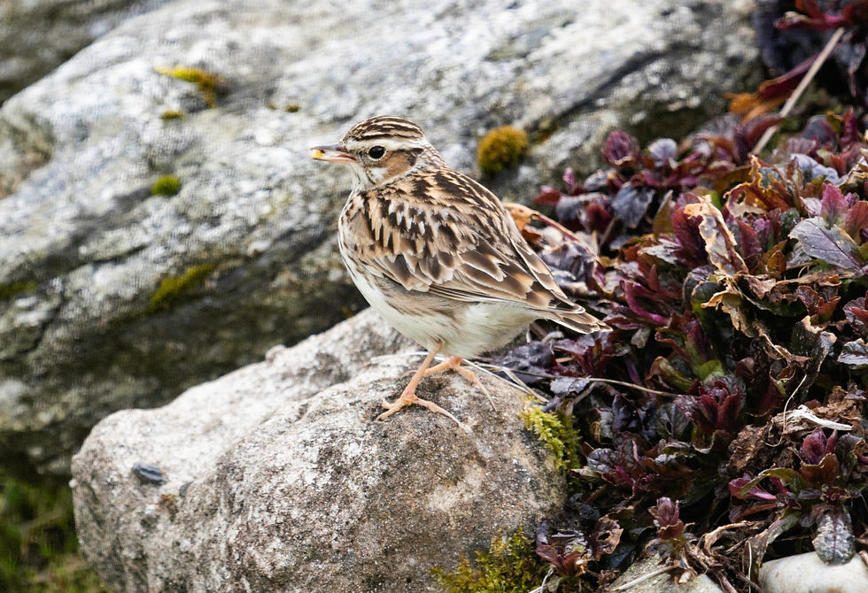 Woodlark, Mulla, Voe